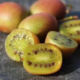 KIWI ARGUTA ‘Ananasnaya’ mini kiwi foto reali H 110cm