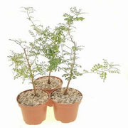 Operculicaria decaryi in vaso 17 cm, pianta caudiciforme elegante