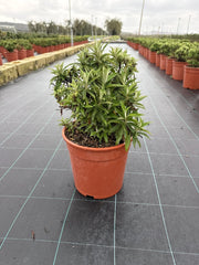 BUDDLEJA DAVIDII BUTTERFLY CANDY LITTLE CESP.24 LILA SWEETHEART