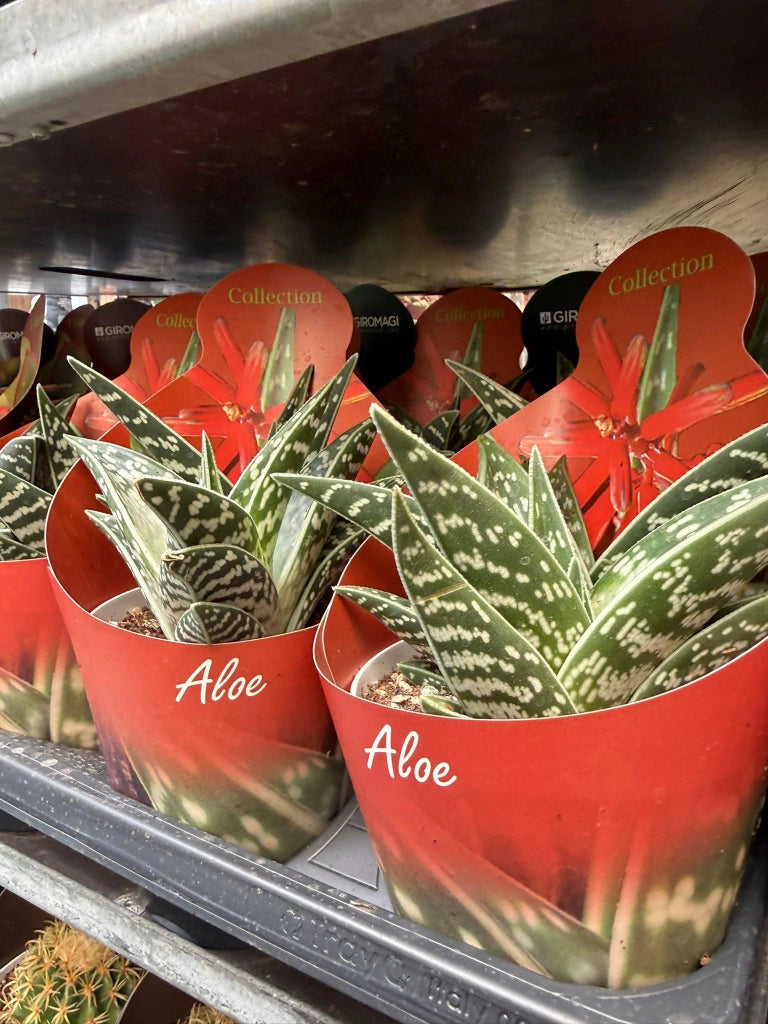 Aloe variegata vaso 14 cm – Succulenta