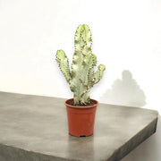 Gardenaria Euphorbia ingens - Pianta da interno ornamentale Altezza: 95 cm (vaso 19)