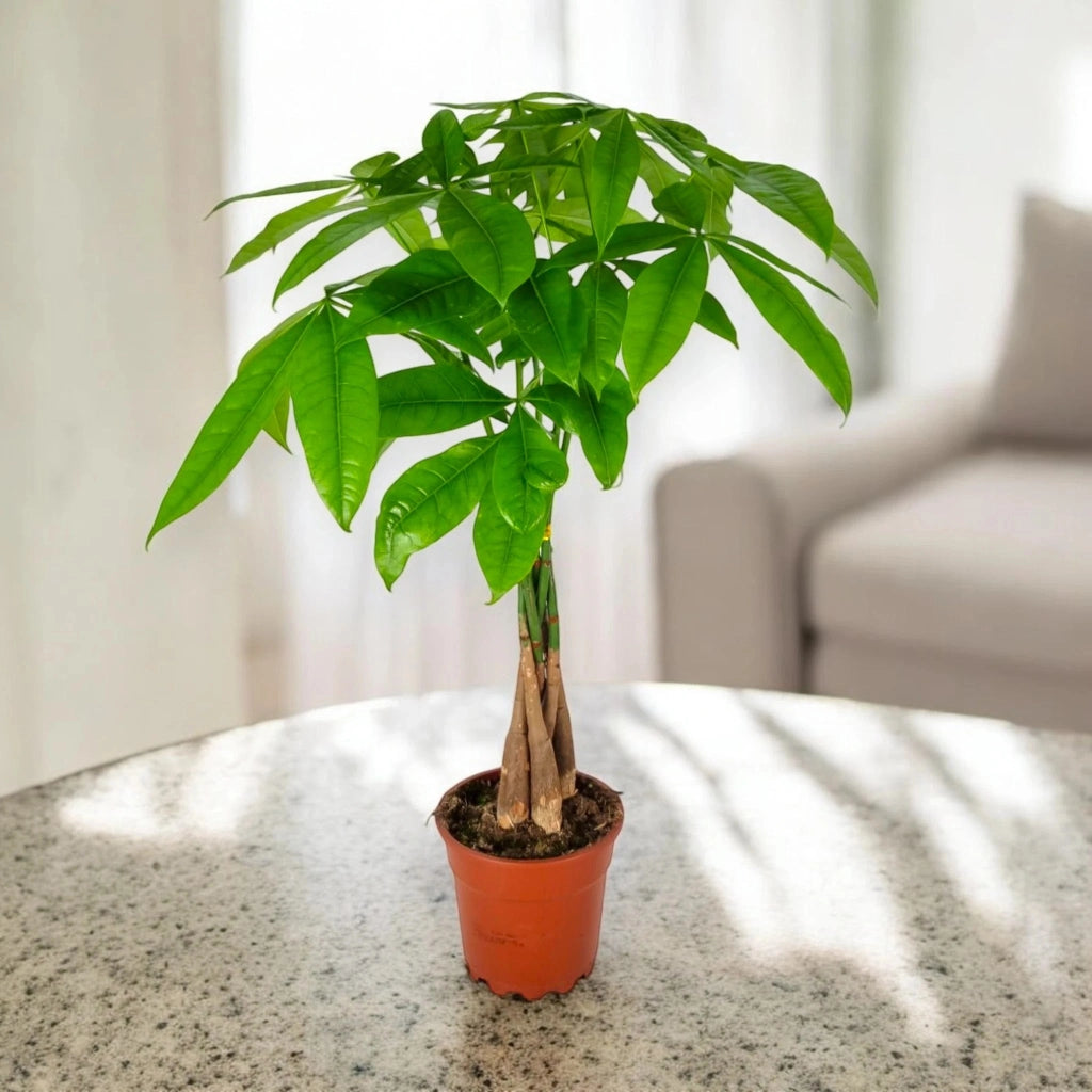 Gardenaria Pachira aquatica - Pianta da interno ornamentale Altezza: 130 cm (vaso 24)