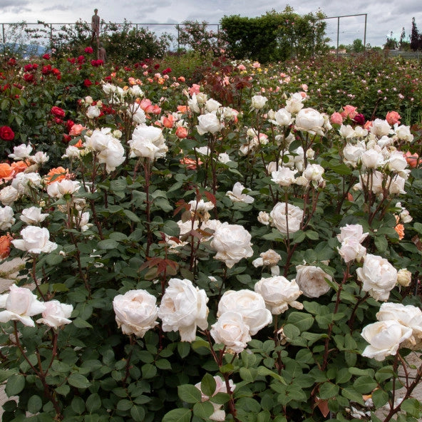 Pianta Rosa Mariangela Melato, foto reali