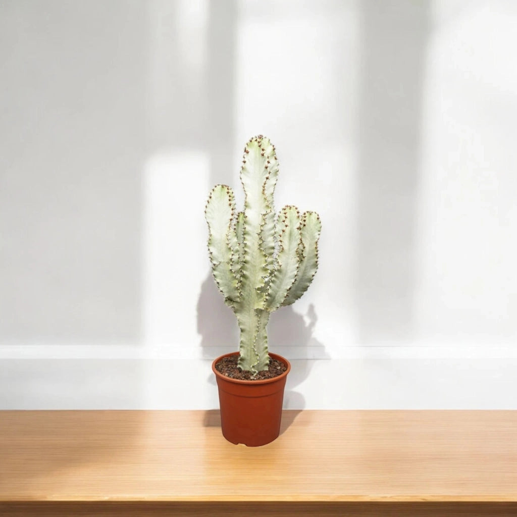 Gardenaria Euphorbia ingens variegata - Pianta da interno ornamentale Altezza: 55 cm (vaso 20)