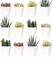 Mini vasi per piante in plastica - 5 cm - per interni - 24 pezzi - bianco - plastica