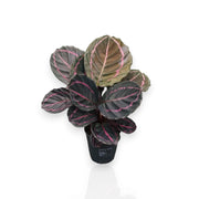 Gardenaria Calathea roseopicta 'Dottie' - Pianta da interno ornamentale Altezza: 35 cm (vaso 12)