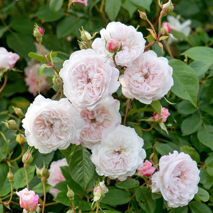 Gardenaria Rosa 'The Albrigton Rambler' - Rosa da giardino Altezza: 40/50 cm (vaso20)