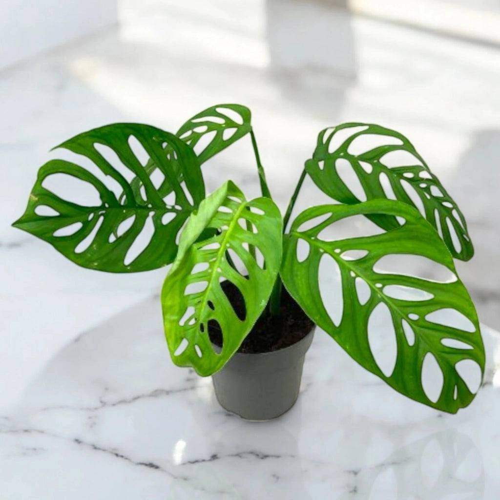 Gardenaria Philodendron 'Esqueleto' - Pianta da interno ornamentale Altezza: 40 cm (vaso 12)