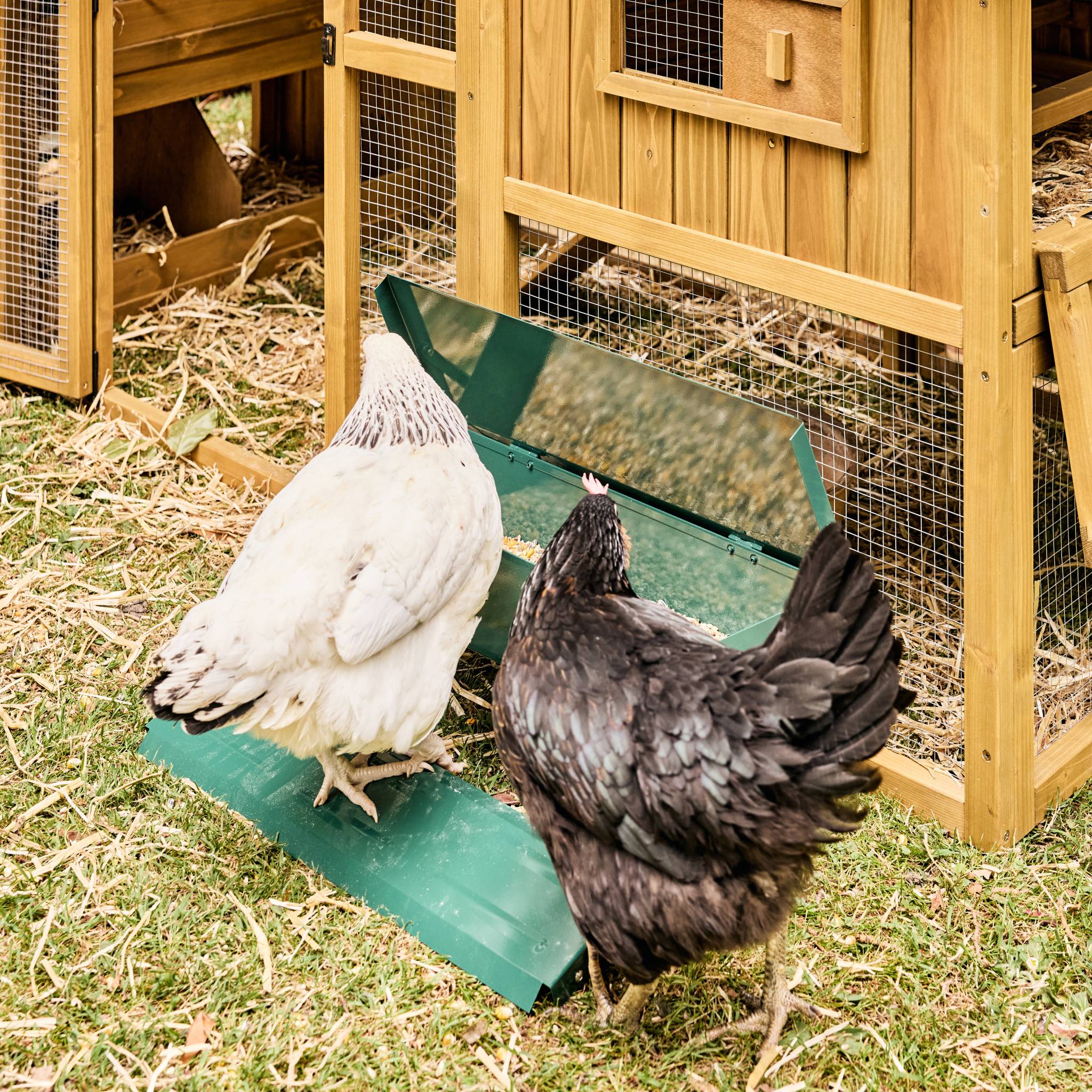 Alimentatore automatico per polli, 5kg, verde