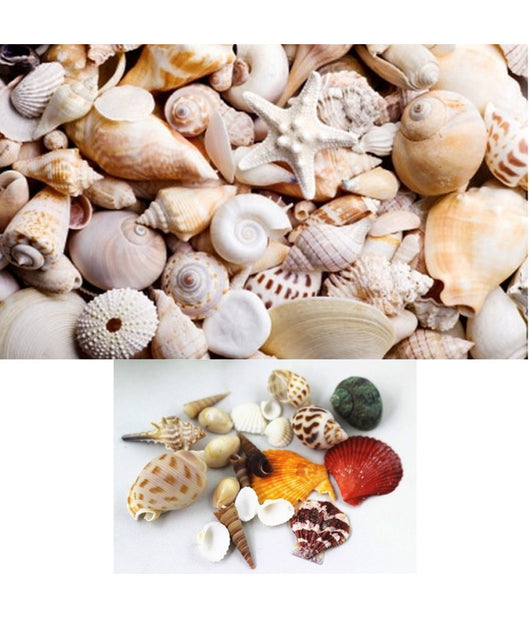 Confezione Conchiglie Mare Vere Ornamento Per Acquario Decorazioni Arredo         