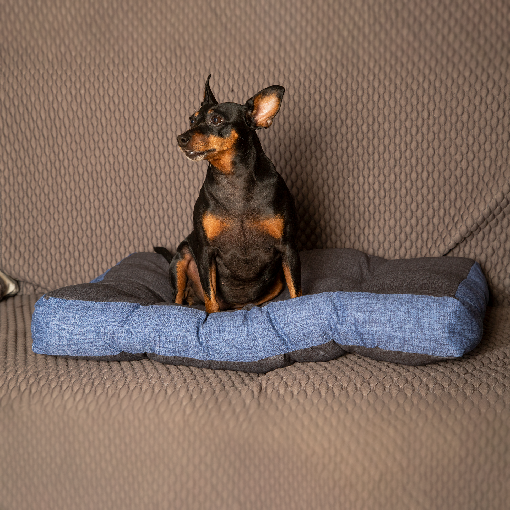 Materasso per cane e gatto, morbido, ortopedico(Large) | Buggy