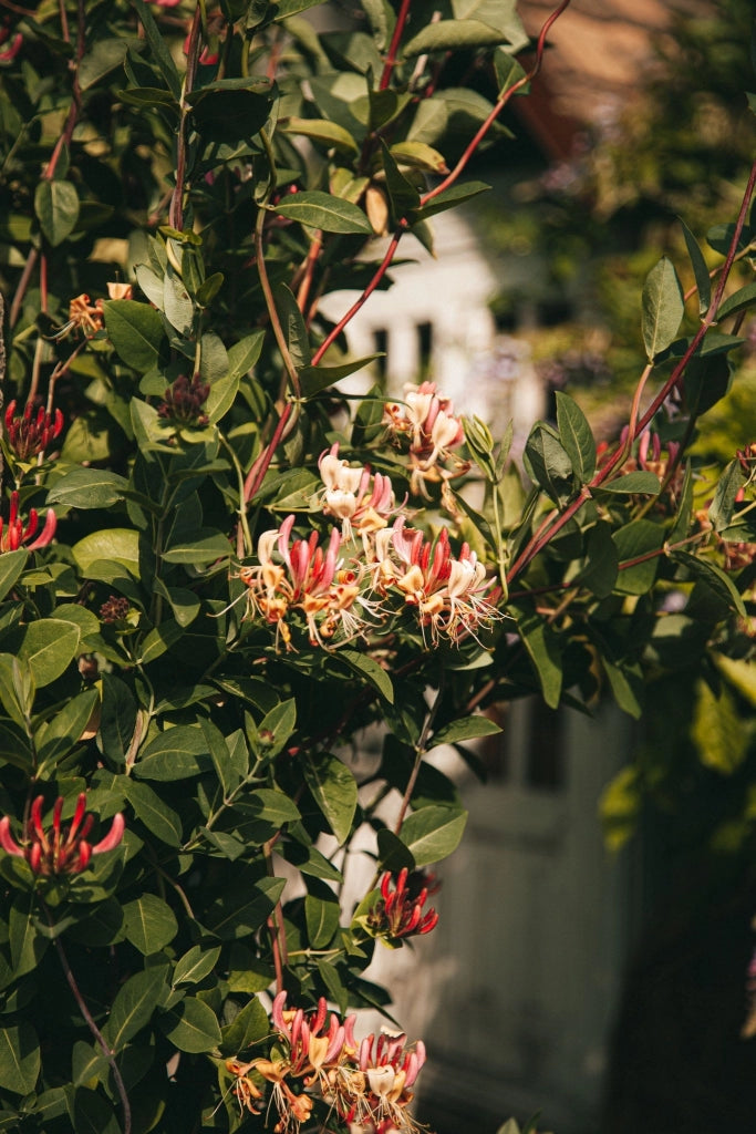 LONICERA CAPRIFOLIUM (CAPRIFOGLIO) GIALLO VASO 18