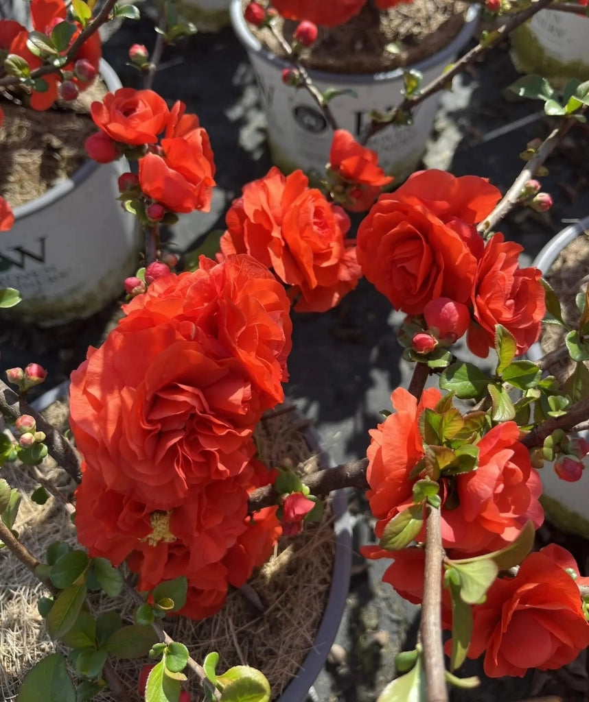 Gardenaria Fior di Pesco - Chaenomeles speciosa 'Orange Storm' - Arbusto ornamentale da giardino Altezza: 40/60 cm (vaso19)