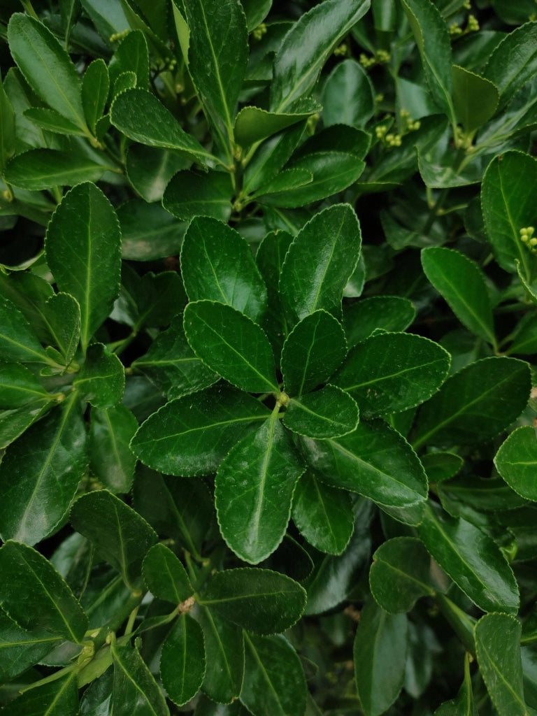 ESCALLONIA MACRANTHA ROSEA VASO 18