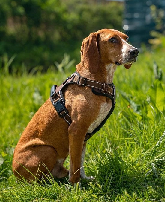 Cinturino per cane, trattato, anti-abradente, riflettente, regolabile, taglia S, marrone