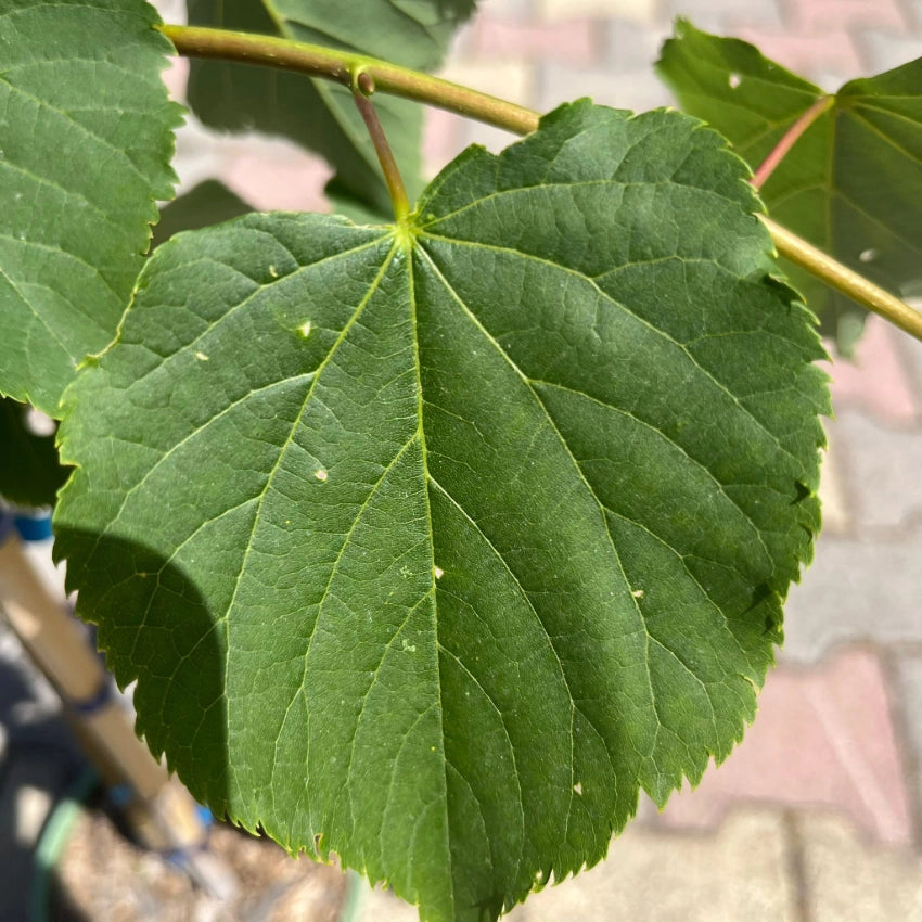 Pianta di Tiglio Tilia cordata fiore profumato h 100 in vaso 18 cm AMDGarden