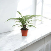 Gardenaria Dicksonia antarctica - Pianta da interno ornamentale Altezza: 35 cm (vaso 17)