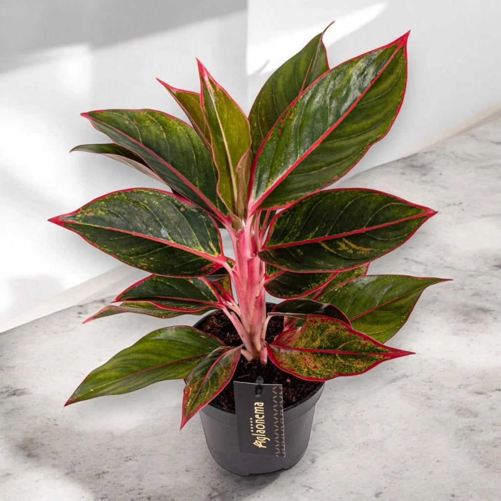 Gardenaria Aglaonema 'Jungle Red' - Pianta da interno ornamentale Altezza: 50 cm (vaso 12)