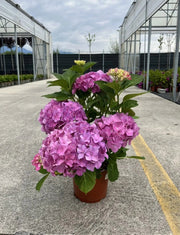 Gardenaria Ortensia - Hydrangea Macrophylla 'Rosita' - Pianta acidofila ornamentale da esterno Altezza: 40/50 cm (vaso19)
