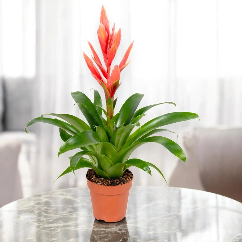 Gardenaria Tillandsia 'Ziva' - Pianta da interno ornamentale Altezza: 45 cm (vaso 12)