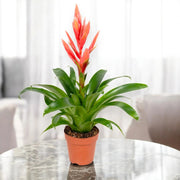 Gardenaria Tillandsia 'Ziva' - Pianta da interno ornamentale Altezza: 45 cm (vaso 12)
