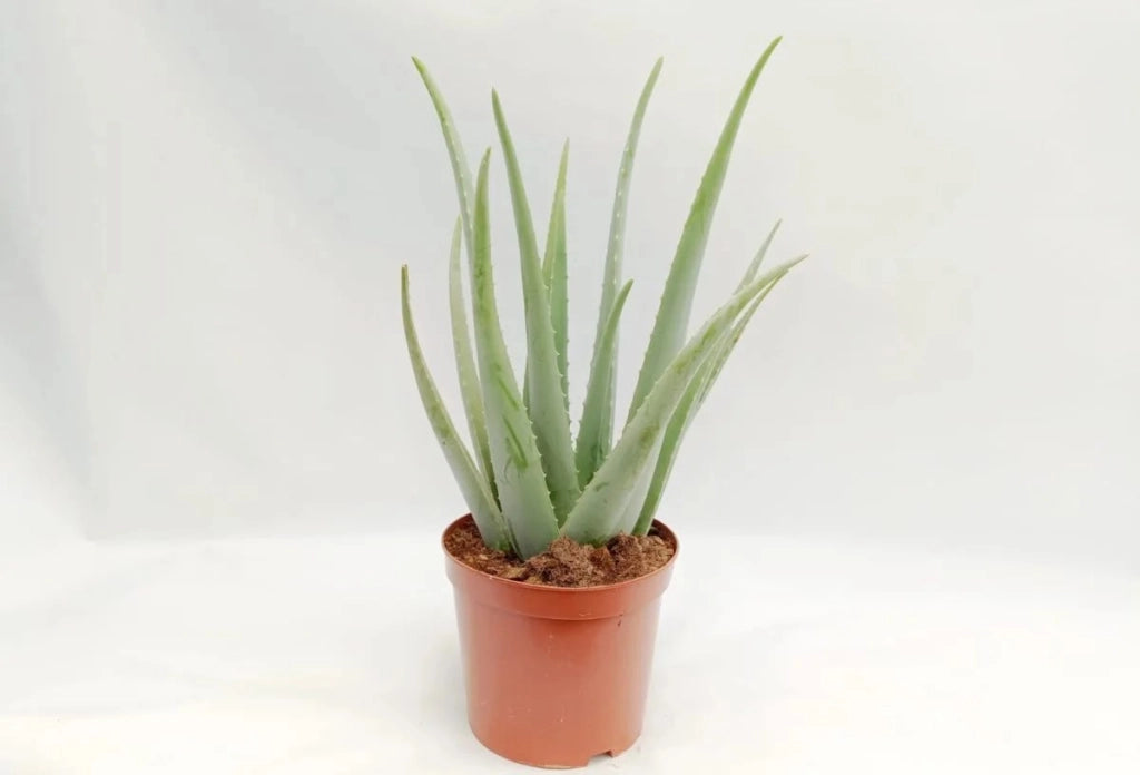 Gardenaria Aloe vera - Pianta da interno ornamentale Altezza: 40 cm (vaso 12)