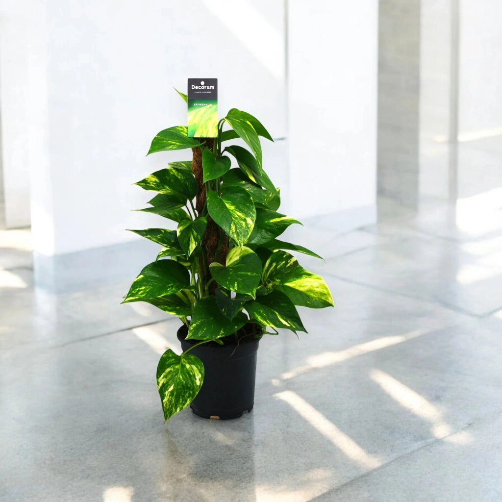 Gardenaria Epipremnum (pothos) su palo tutore - Pianta da interno ornamentale Altezza: 120 cm (vaso 24)