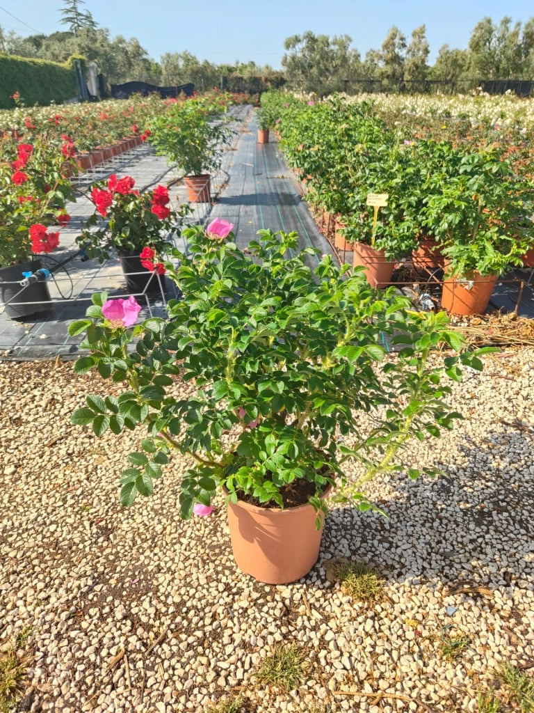 ROSA RUGOSA VASO 24