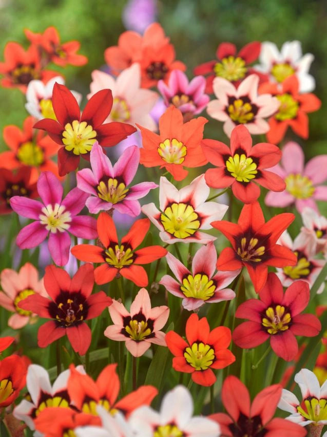 Bulbi di Sparaxis Assortito 4+ – Fiori vivaci e decorativi