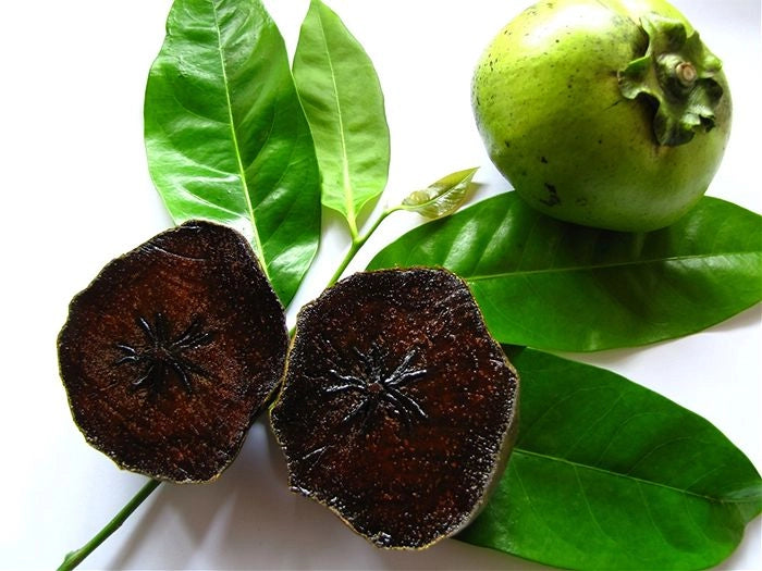 Zapote nero, Albero del Cioccolato, Diospyros Digyna foto reali H 100 cm