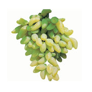 Pianta di UVA VITE innestata DA TAVOLA PIZZUTELLO BIANCO vaso 16 cm AMDGarden