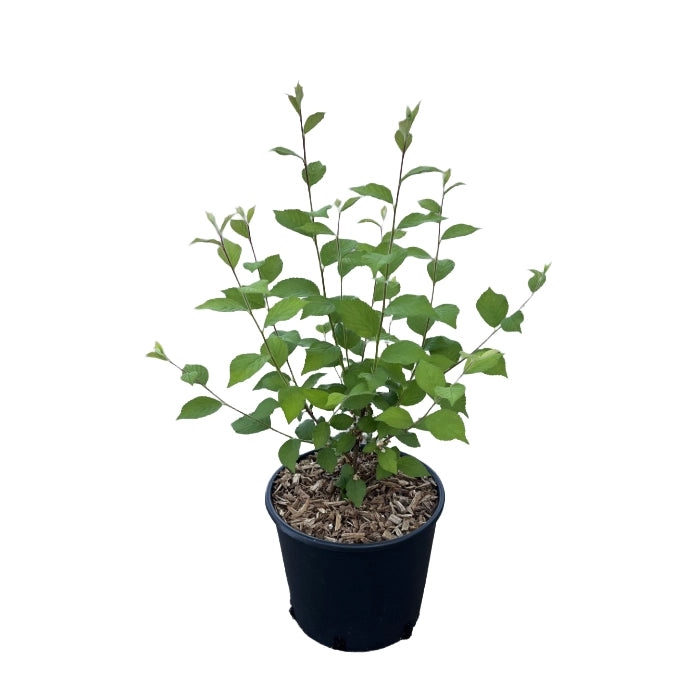 Ciliegio di Nanchino Ciliegio da Fiore Prunus Tomentosa in vaso 18 cm AMDGarden