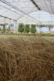 Gardenaria Carex comans 'Milk Chocolate' - Graminacea ornamentale da esterno Altezza: 40 cm (vaso 17)