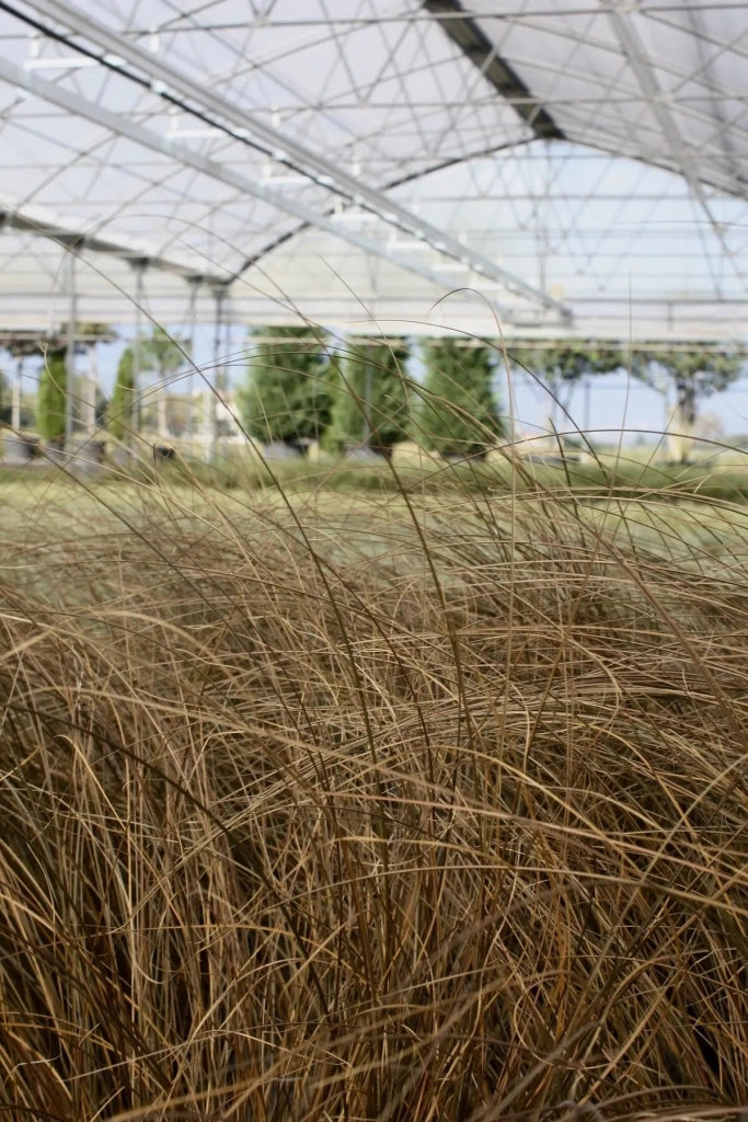 Gardenaria Carex comans 'Milk Chocolate' - Graminacea ornamentale da esterno Altezza: 40 cm (vaso 17)