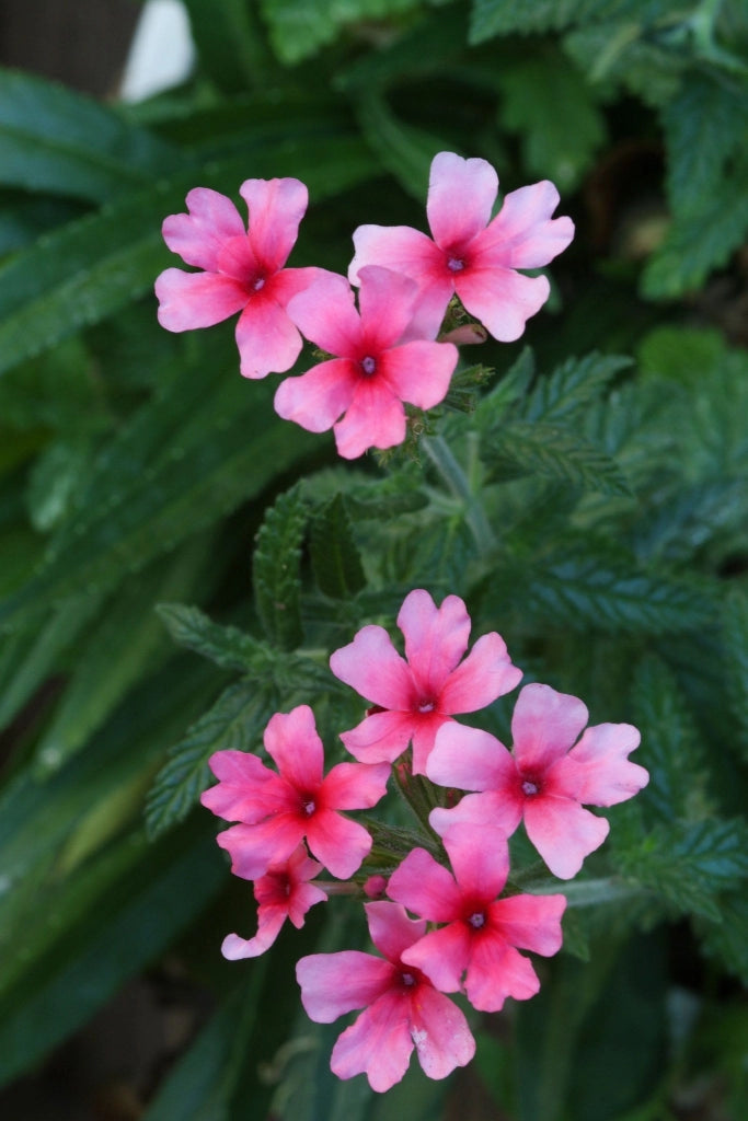 VERBENA ROSA VASO 18