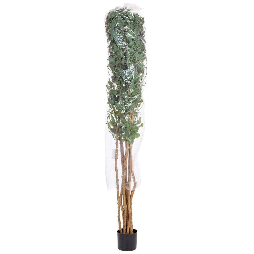 Pianta di baniano artificiale decorativa in vaso 40x30x180h cm