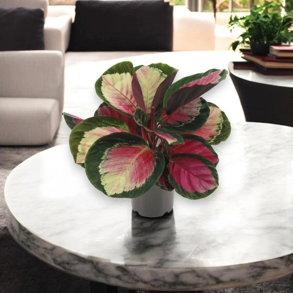 Gardenaria Calathea roseopicta 'Rosy' - Pianta da interno ornamentale Altezza: 45 cm (vaso 14)