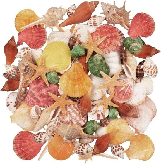 Decorazione - Conchiglie miste - 12 tipologie - Conchiglie marine - Stelle di mare - Materiali decorativi per tema spiaggia - Decorazione per matrimoni - Arte fai da te - Vetrina per conchiglie
