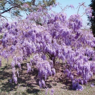 Wisteria brachybotrys ‘Iko Yama Fuji’ GLICINE colore viola carico