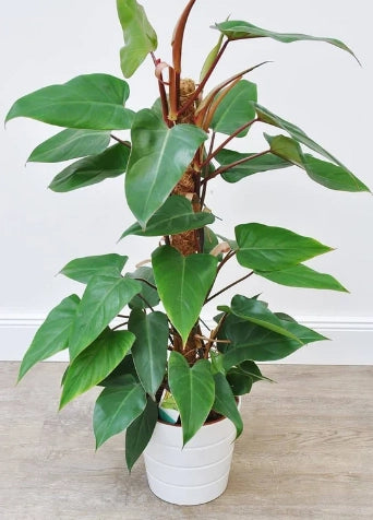 Piante philodendron emerald red, h110 vaso 20, foto reali