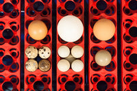 Incubatrice per Uova Automatica Professionale Borotto Real 24