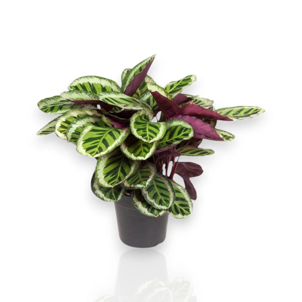 Gardenaria Calathea roseopicta 'Angela' - Pianta da interno ornamentale Altezza: 80 cm (vaso 19)