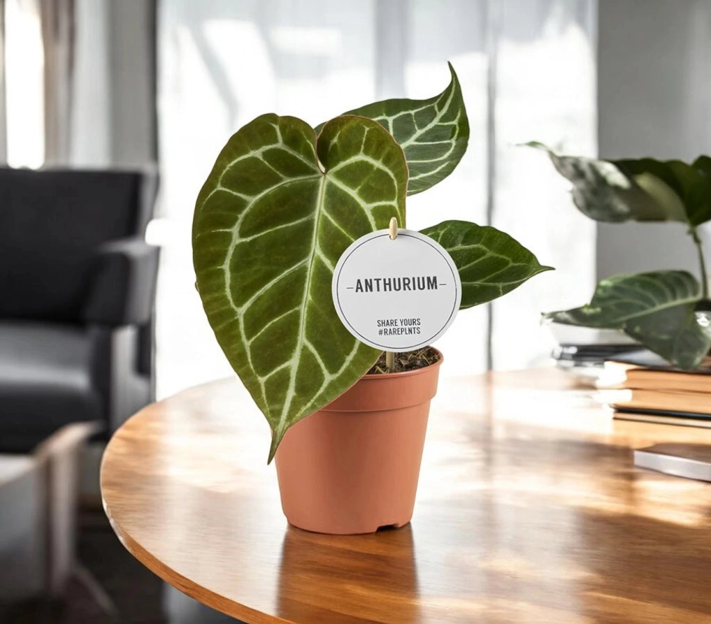Gardenaria Anthurium 'Crystallinum' - Pianta da interno ornamentale Altezza: 30 cm (vaso 12)