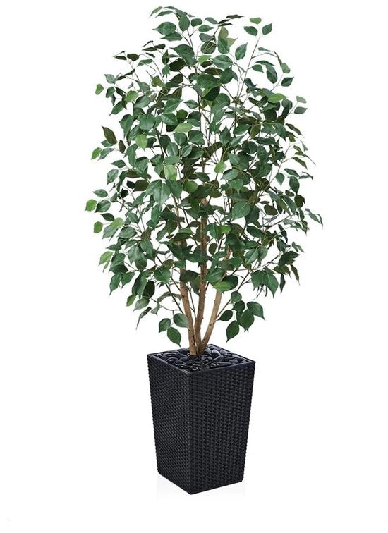 Ficus Artificiale 150cm - Grande Pianta d'Arte con Stelo in Legno Reale, Cesto di Rami Neri Intrecciati, Pianta di Arte UV-Resistente per Interno ed Esterno - Ideale per Salotto, Balcone, Giardino