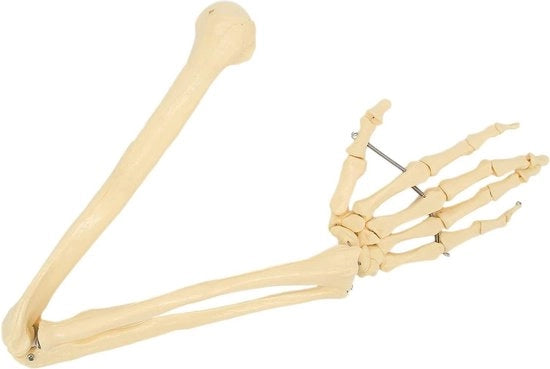 Manichino Professionale con Articolazione del Braccio e della Spalla - Anatomia del Braccio Superiore - Per Educatore e Demonstratore