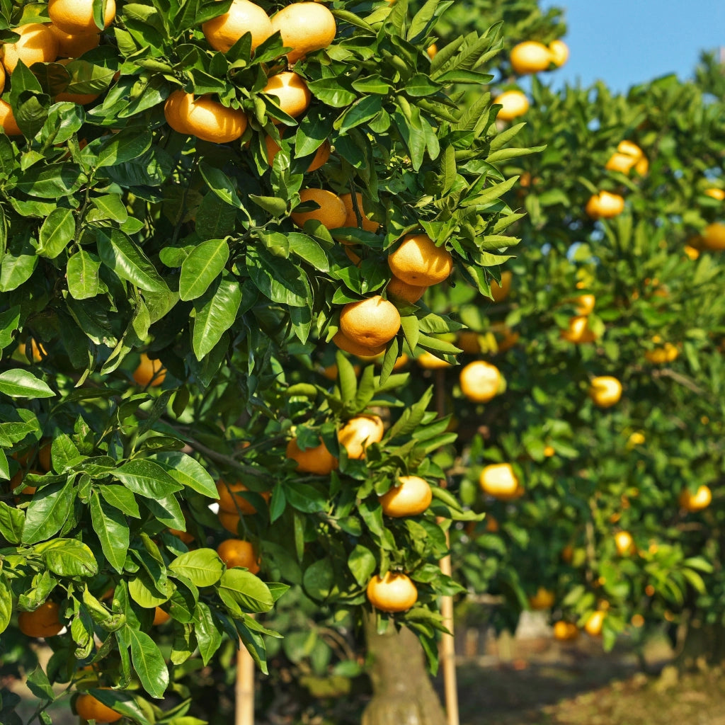 Gardenaria Mandarino - Citrus reticulata - Pianta di agrume da frutto in vaso Altezza: 40 cm (vaso 15)