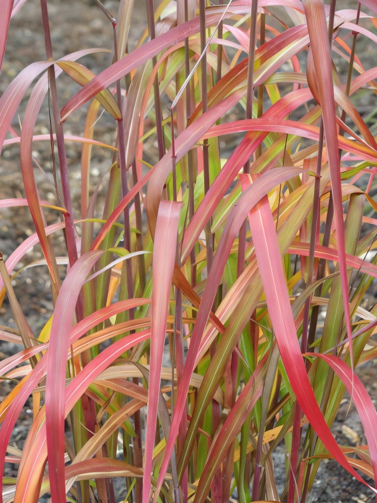 Gardenaria Miscanthus sinensis 'Navajo' - Graminacea ornamentale da esterno Altezza: 60 cm  (vaso 17)