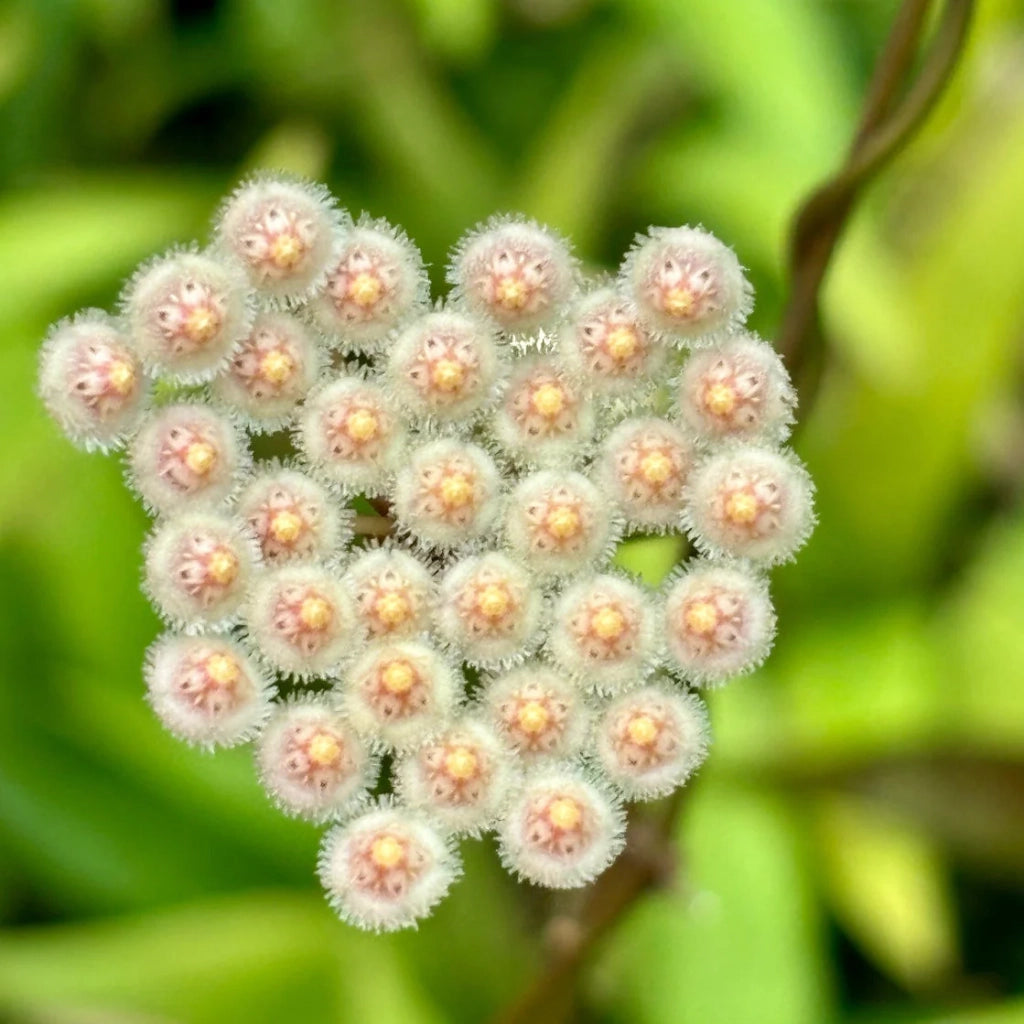 HOYA PARVIFLORA (fiore di cera)