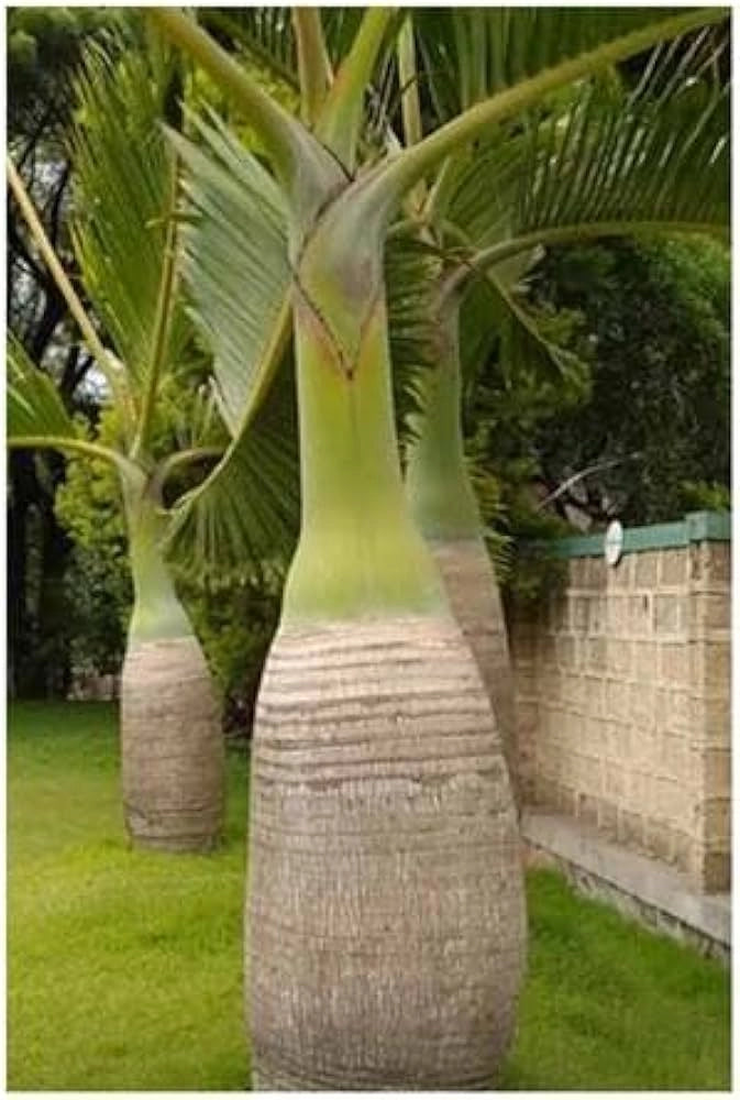 Hyophorbe lagenicaulis (Palma Bottiglia) h 1,8 m vaso 45 cm FOTO REALE