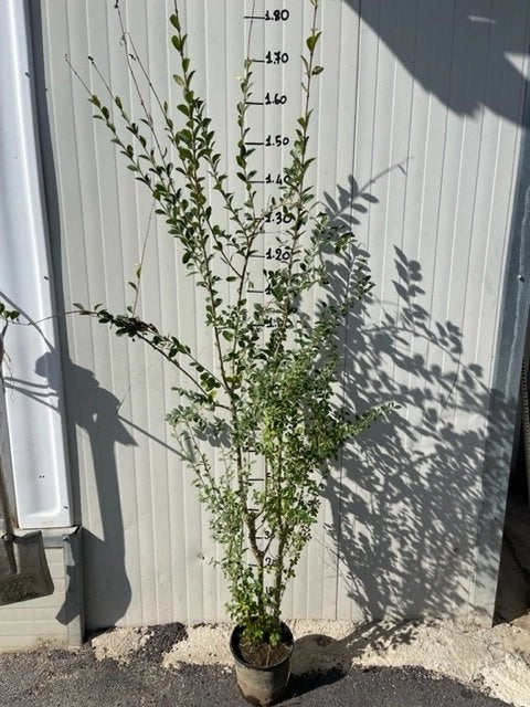 50 piante di Ligustrum ovalifolium (Ligustro)  H120cm foto reali